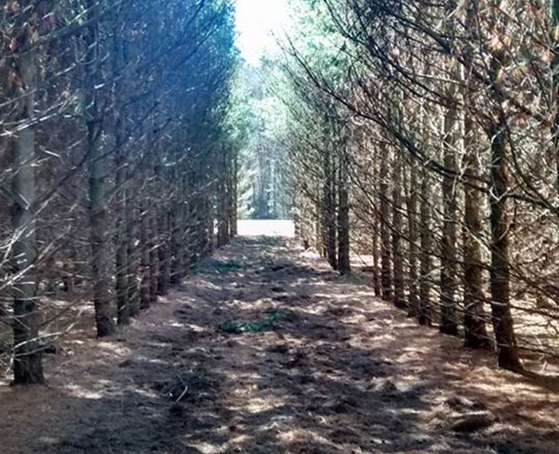 Foley Tree Service - Lot Clearing