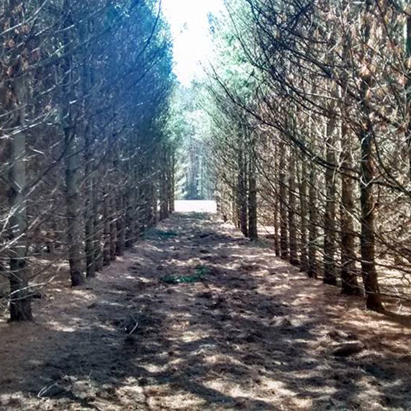Foley Tree Service - Lot Clearing