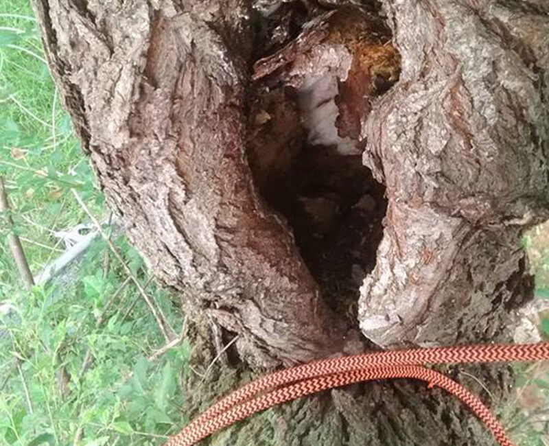 Foley Tree Service - Risk Assessment