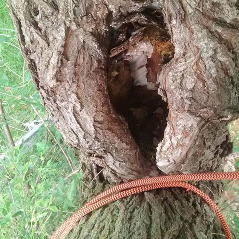 Foley Tree Service - Risk Assessment