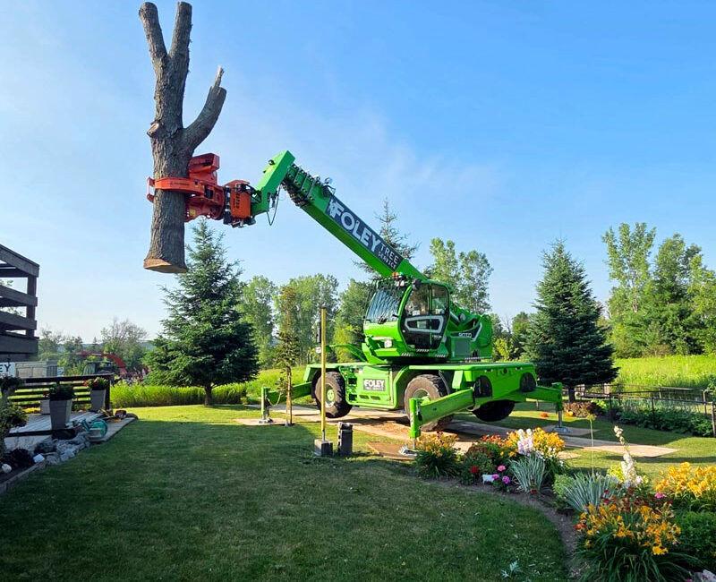 Foley Tree Service - Tree Removal