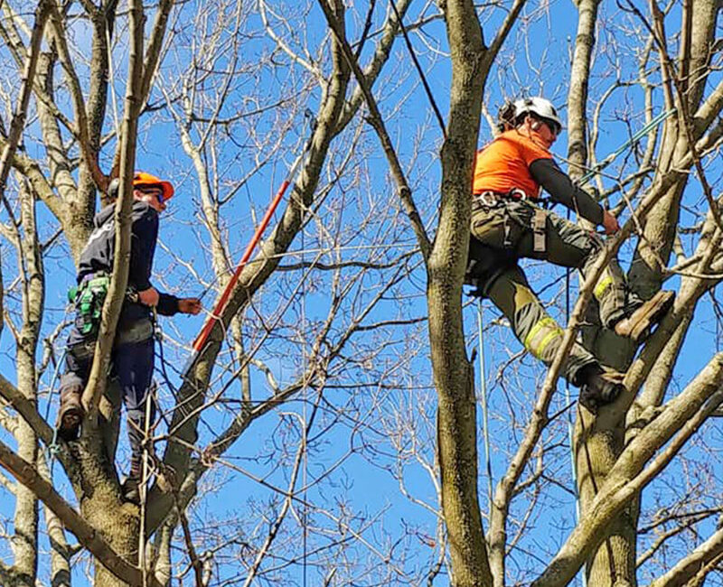 Foley Tree Service - Cabling & Bracing