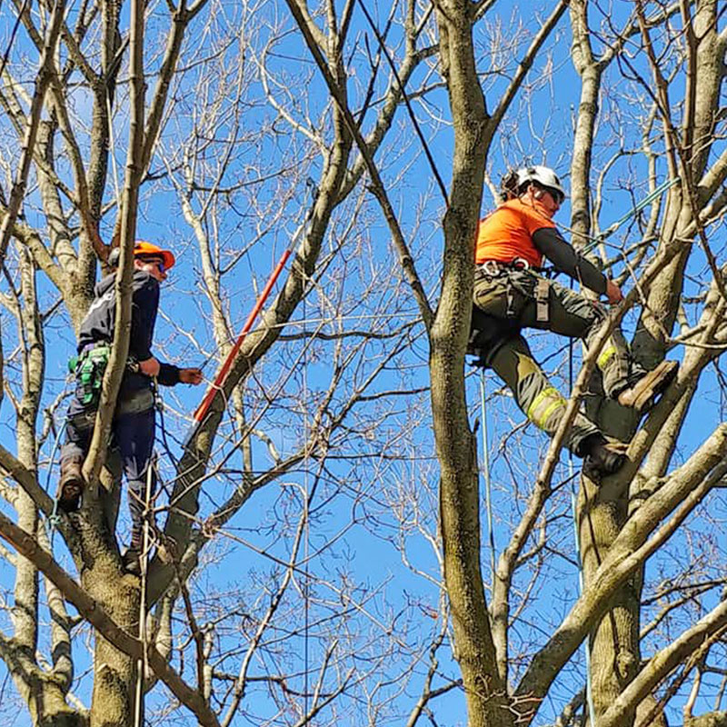 Foley Tree Service - Cabling & Bracing