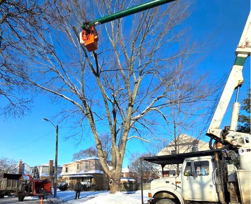 Foley Tree Service - Tree Pruning