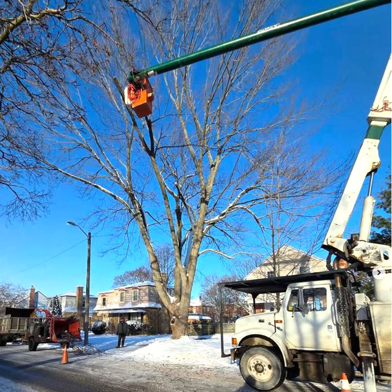 Foley Tree Service - Tree Pruning