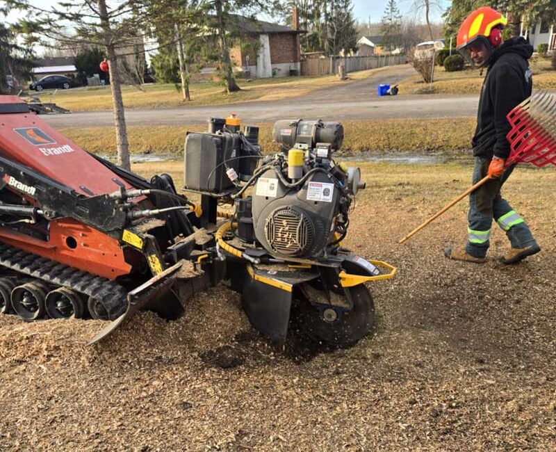 Foley Tree Service - Tree Stump Grinding Services