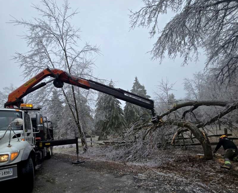 Foley Tree Service - Storm Work / Hazard Trees