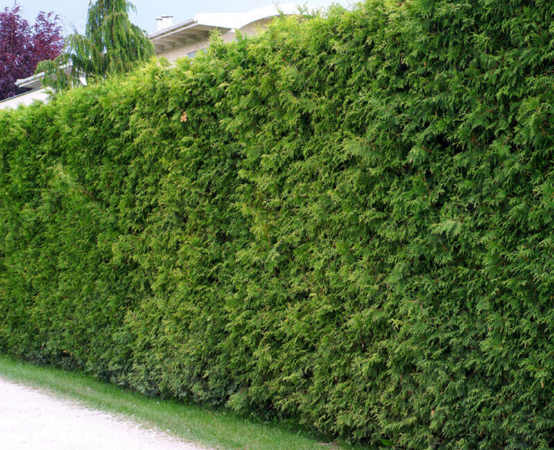 Foley Tree Service - Hedge Trimming Services