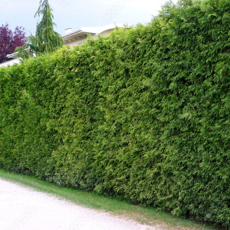 Foley Tree Service - Hedge Trimming Services