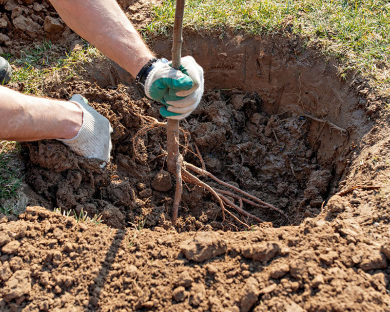 Foley Tree Service - Tree Planting Services