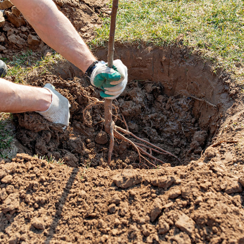 Foley Tree Service - Tree Planting Services